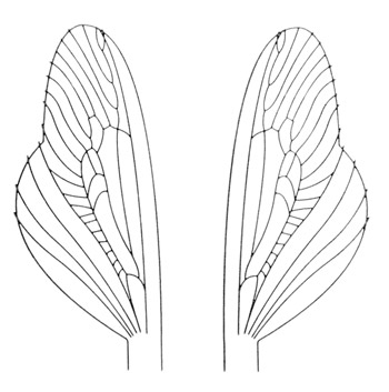 Картинка по адресу /media/products/json/universal_wings.jpg